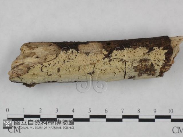 登錄號:F0021777藏品圖，第1張