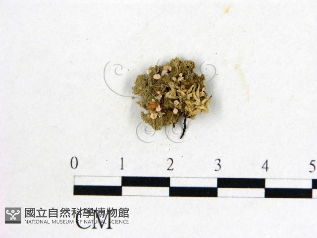 登錄號:F0001777藏品圖，第1張