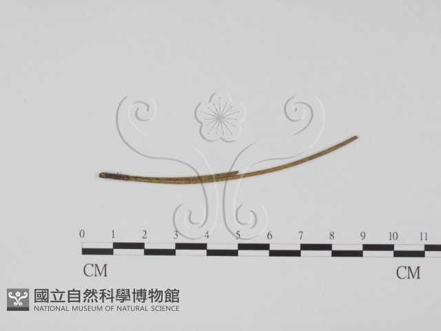 登錄號:F0011777藏品圖，第1張