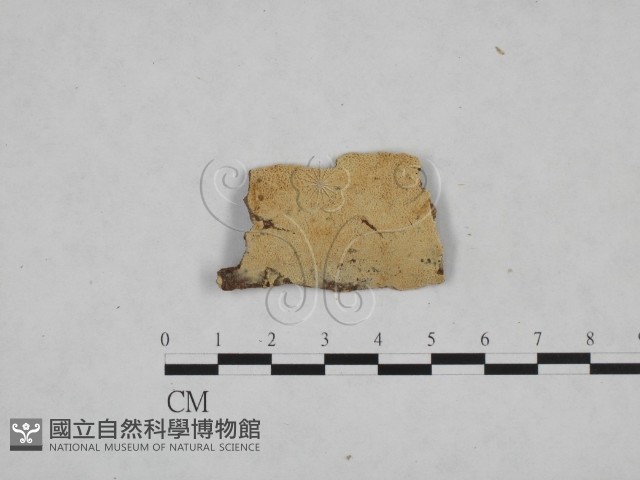 登錄號:F0024777藏品圖，第1張
