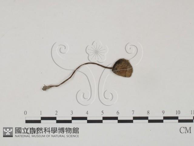 登錄號:F0004777藏品圖，第1張