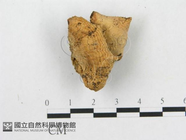 硬孔菌屬藏品圖，第1張