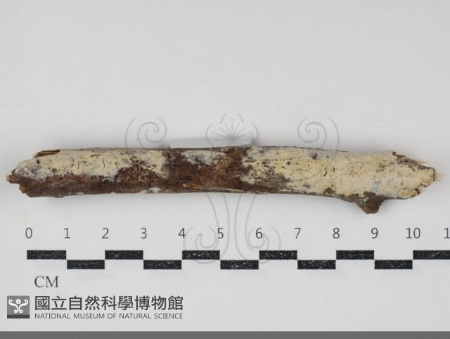 登錄號:F0034777藏品圖，第1張