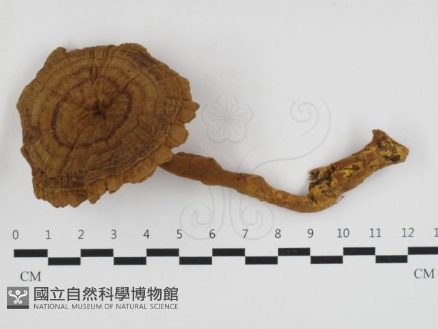 登錄號:F0032777藏品圖，第1張