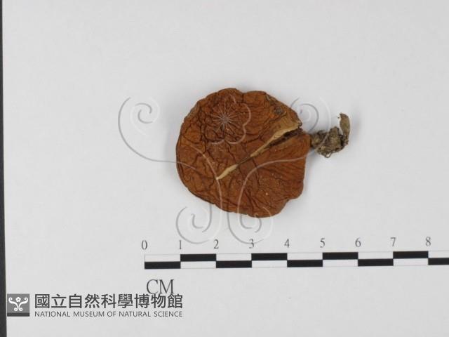 登錄號:F0025777藏品圖，第1張