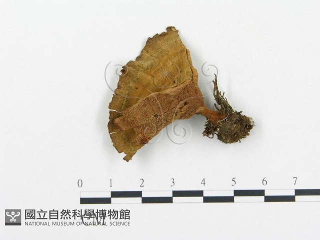 登錄號:F0005777藏品圖，第1張