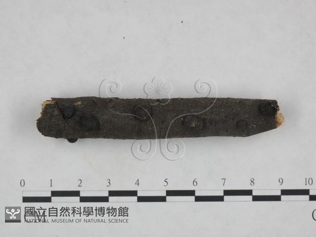 登錄號:F0023777藏品圖，第1張