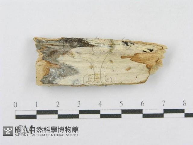 登錄號:F0013777藏品圖，第1張