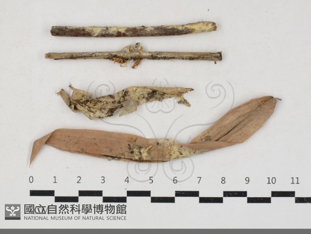 登錄號:F0033777藏品圖，第1張