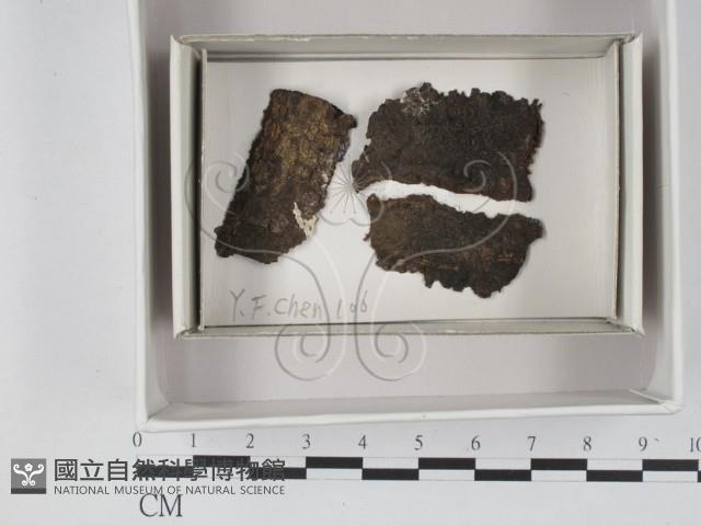 登錄號:F0020577藏品圖，第1張