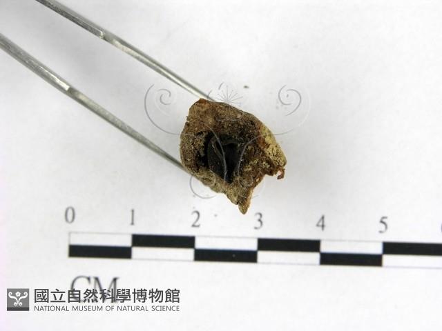 登錄號:F0000577藏品圖，第1張