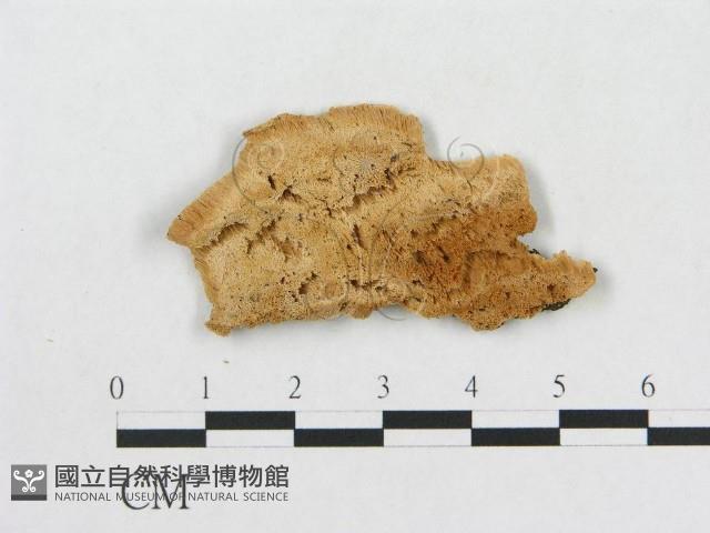 登錄號:F0006577藏品圖，第1張