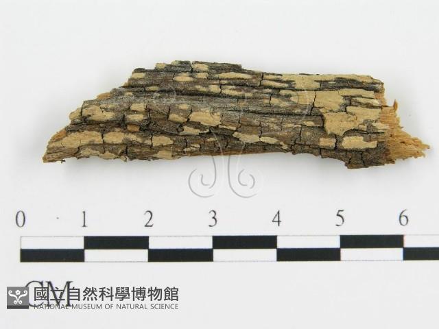 登錄號:F0016577藏品圖，第1張