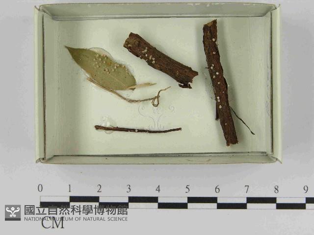 登錄號:F0021577藏品圖，第1張