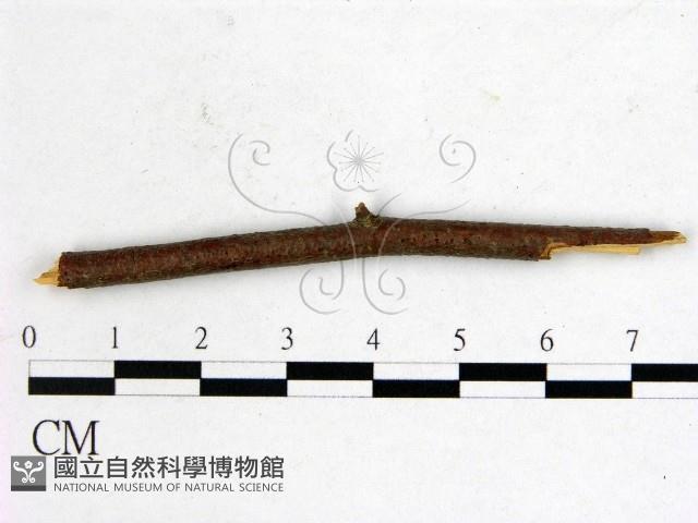 登錄號:F0011577藏品圖，第1張