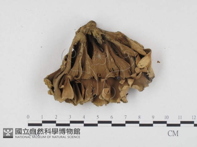 革菌屬藏品圖，第1張