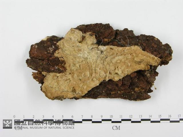 登錄號:F0004577藏品圖，第1張