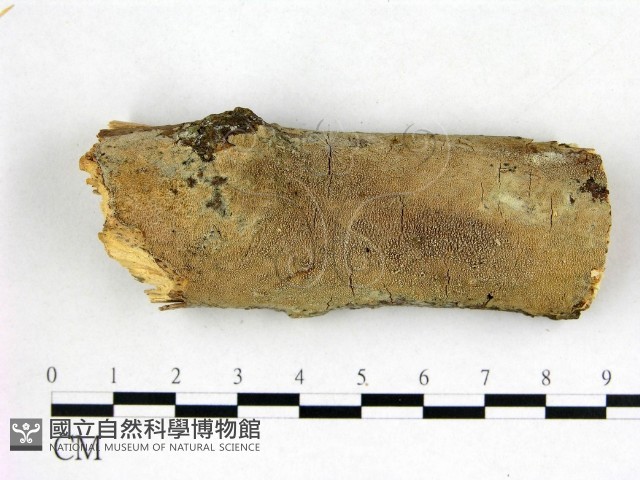 登錄號:F0022577藏品圖，第1張