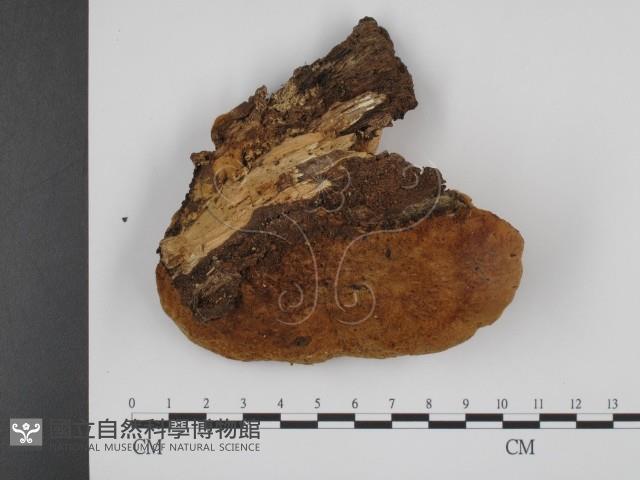 登錄號:F0012577藏品圖，第1張