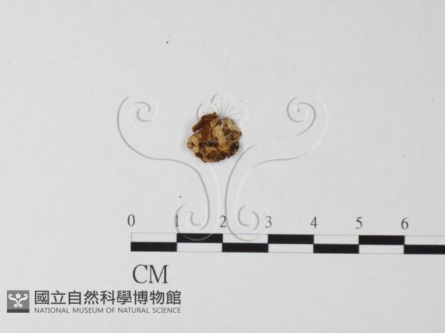登錄號:F0007577藏品圖，第1張