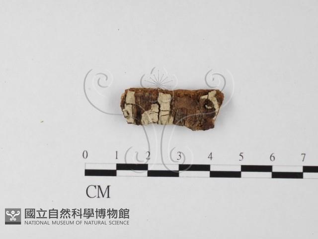 登錄號:F0025577藏品圖，第1張