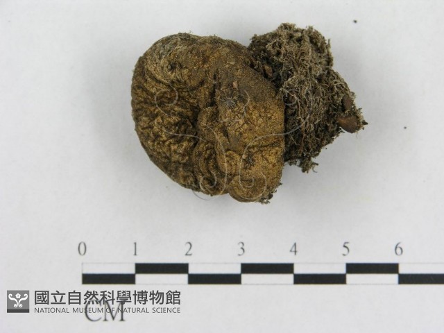 登錄號:F0005577藏品圖，第1張