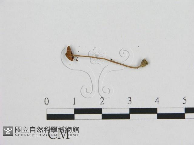 登錄號:F0015577藏品圖，第1張