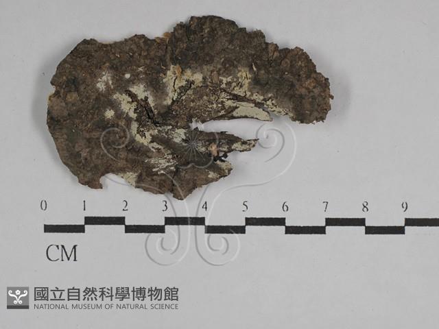 剛毛絲皮菌藏品圖，第1張