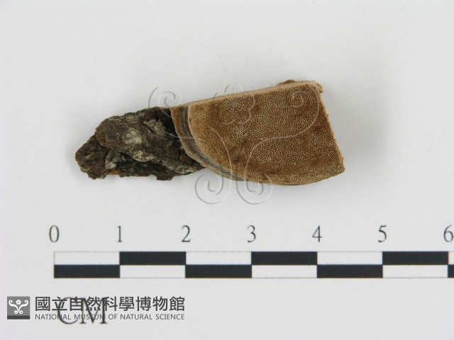 登錄號:F0009577藏品圖，第1張