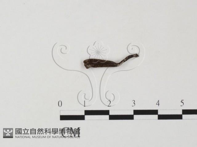登錄號:F0019577藏品圖，第1張