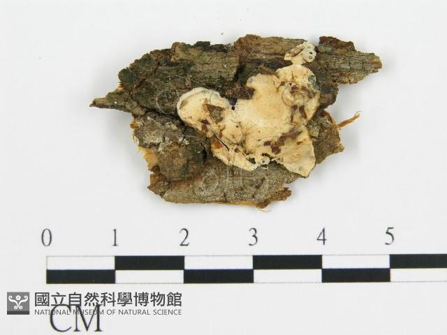 登錄號:F0013577藏品圖，第1張