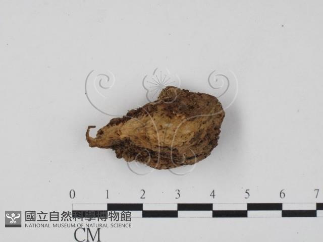 登錄號:F0020177藏品圖，第1張