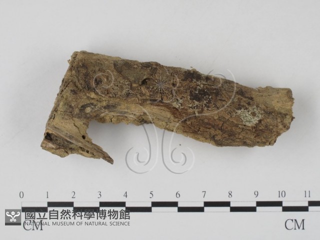 登錄號:F0010177藏品圖，第1張