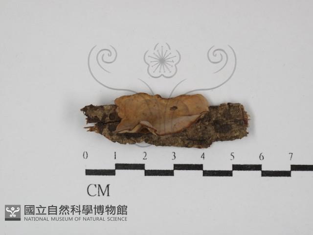 蠔韌革菌藏品圖，第1張