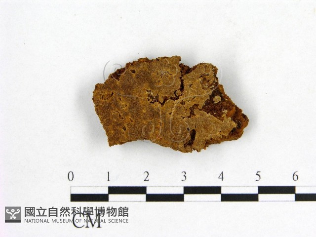 登錄號:F0006177藏品圖，第1張
