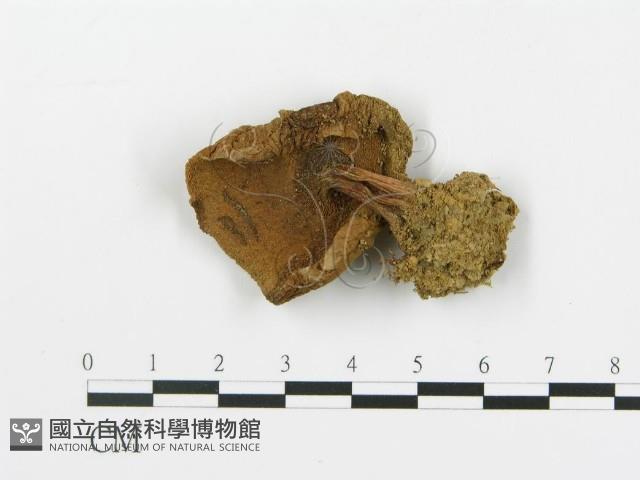 登錄號:F0016177藏品圖，第1張