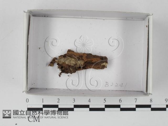 登錄號:F0021177藏品圖，第1張