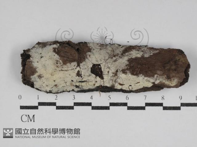 剛毛絲皮菌藏品圖，第1張