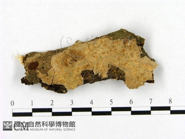 登錄號:F0004177藏品圖，第1張