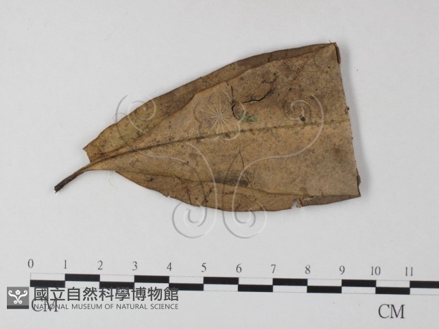 小皮傘屬藏品圖，第1張