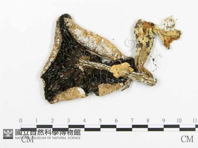 傘菌屬藏品圖，第1張