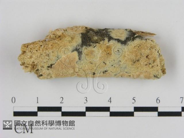 登錄號:F0012177藏品圖，第1張
