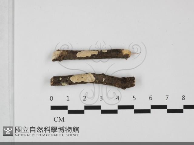 登錄號:F0032177藏品圖，第1張