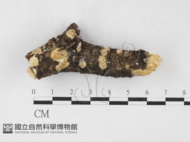 登錄號:F0027177藏品圖，第1張