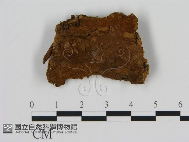 登錄號:F0007177藏品圖，第1張