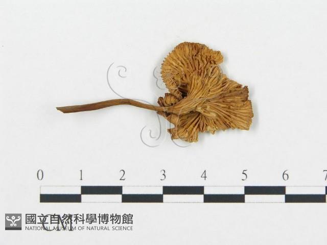 杯傘屬藏品圖，第1張