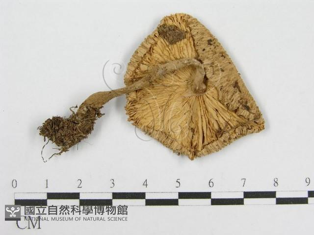 登錄號:F0005177藏品圖，第1張