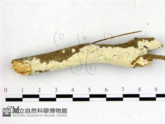 登錄號:F0015177藏品圖，第1張