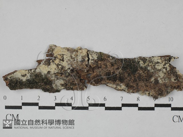 登錄號:F0029177藏品圖，第1張