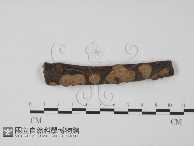 韌革菌屬藏品圖，第1張